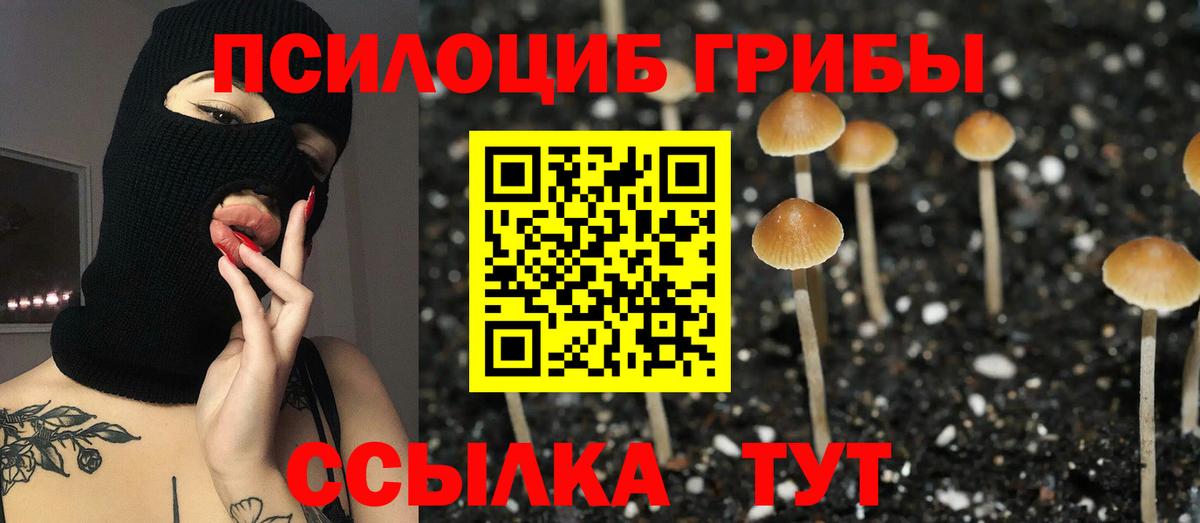 Егорьевск  Галлюциногенные грибы Psilocybe  Вход с VPN 